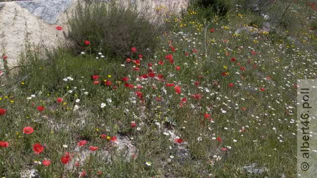 Blumenwiese