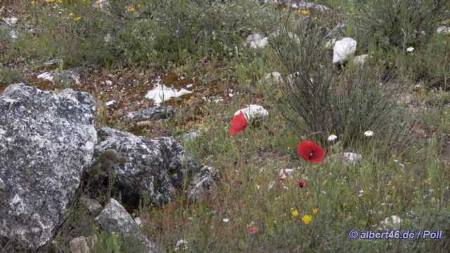 Spanien 2003